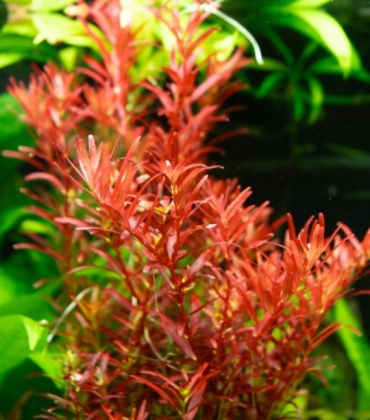 10er Set Kulirohlinge gemischte exotische Hölzer